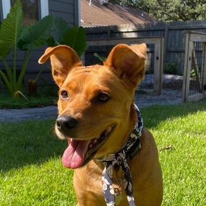 Meet your Posher, Bella